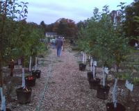 Figure+1%3A+Fruit+trees+%28apple%2C+cherry%2C+fig%2C+and+peach%29+that+are+now+planted+in+the+Newtown+Victory+Garden